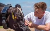 Halter launches world-first satellite-to-collar technology for remote beef farming