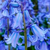 The silent invader: Why Spanish bluebells pose a threat to UK gardens
