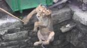 Gujarat officials stage a successful rescue of a lion from a 15-foot drop -  VIDEO 