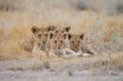 South African police rescue stolen lion cubs and arrest international traffickers