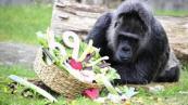 Fatou, world's oldest captive gorilla, celebrates 69th birthday in Berlin-  VIDEO 