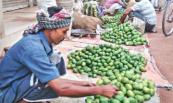 Extreme temperatures causing early mango loss for Rajshahi growers