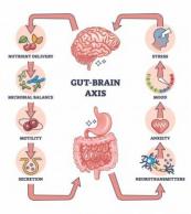 Coffee and the gut-brain axis: New insights into cognitive and microbial health