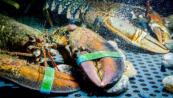 The unsettling science of boiling lobsters: Painkiller response suggests shared capacity for suffering