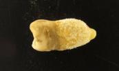 700-year-old tooth reveals 