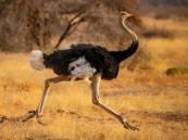 Moroccan cave discovery reveals ancient ostrich butchery by prehistoric humans