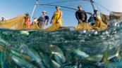 EU launches €115M fund to restore oceans and empower fishers