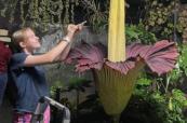 Hundreds gather to smell rare ‘corpse flower’ (Amorphophallus titanum) blooming in London  - VIDEO 