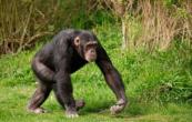 Lethal civil war breaks out among Uganda's chimpanzees -  VIDEO 