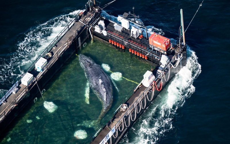 Stranded whale Timmy begins barge journey toward the North Sea -  VIDEO 