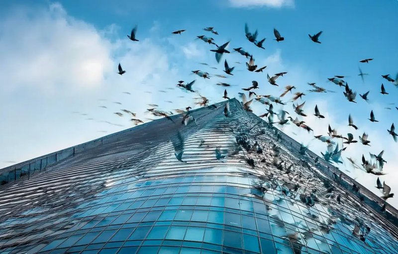 Bird collisions with glass buildings in India remain largely untracked