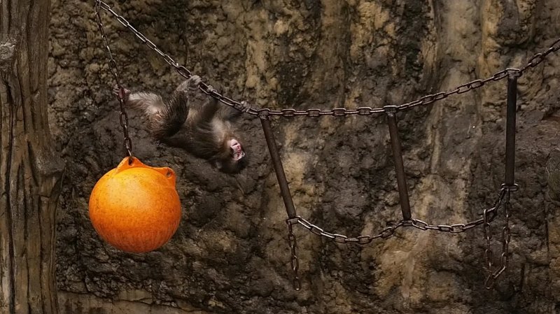 US tourists arrested after viral monkey zoo stunt in Japan