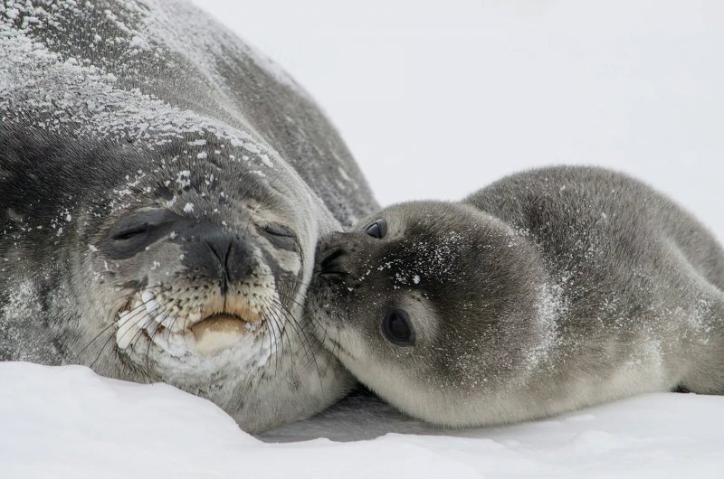 Greenland explorer to eat decaying seal meat for month-long Arctic expedition