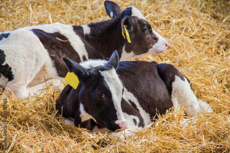 64 Holstein calves stolen from Mercer County