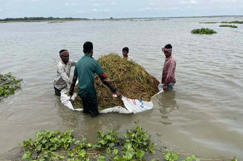 Heavy rains before monsoon spoil vital rice harvest in Bangladesh