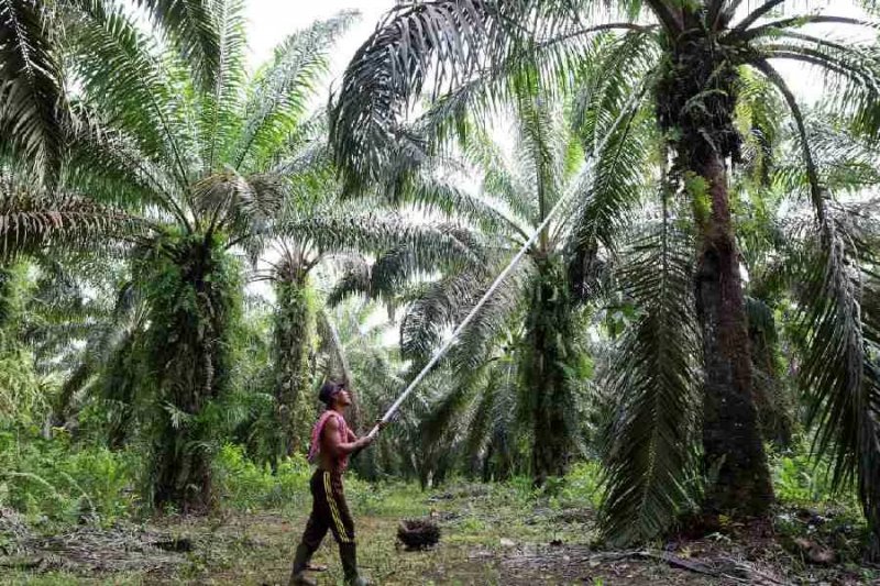 Global food prices hit highest level in over three years amid Iran war impact