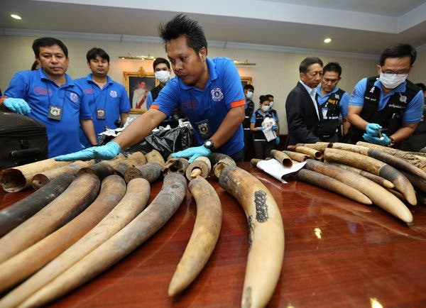 What does the Thailand ivory trafficking case reveal about the global illegal wildlife trade?