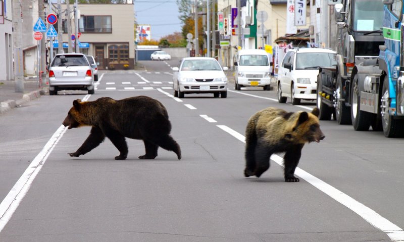 Bear attacks across Japan kill 2, injure 10 since April