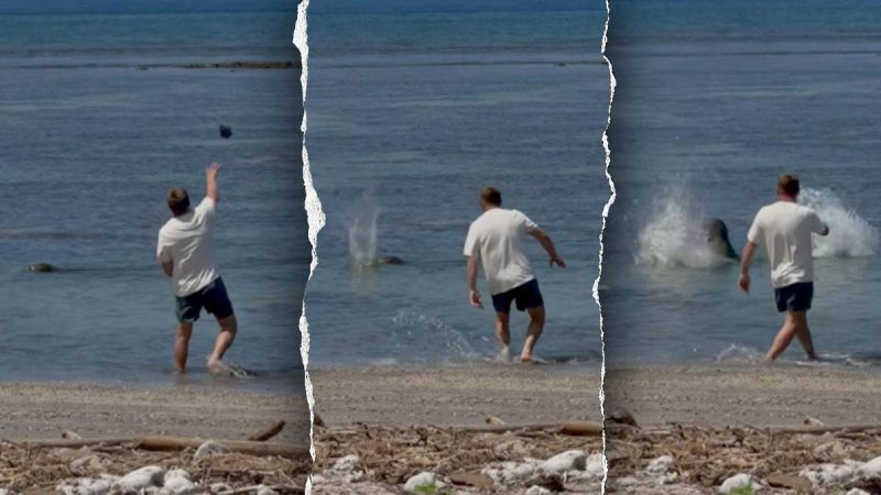 Washington man faces jail for throwing rock at Hawaiian monk seal