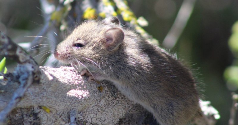 Hantavirus-hit cruise ship docks in Rotterdam for decontamination