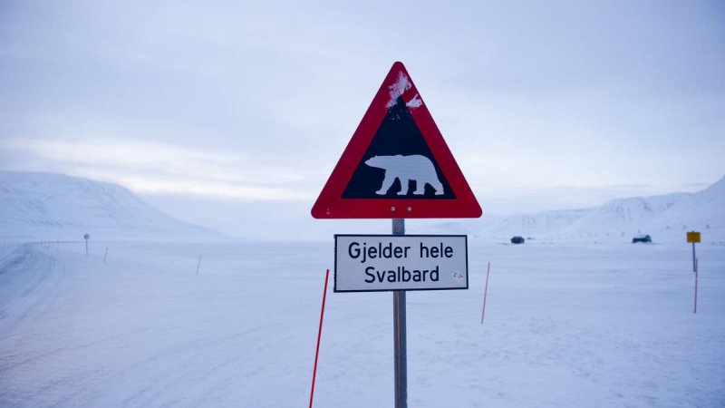 Bird flu found in deceased polar bear in Svalbard