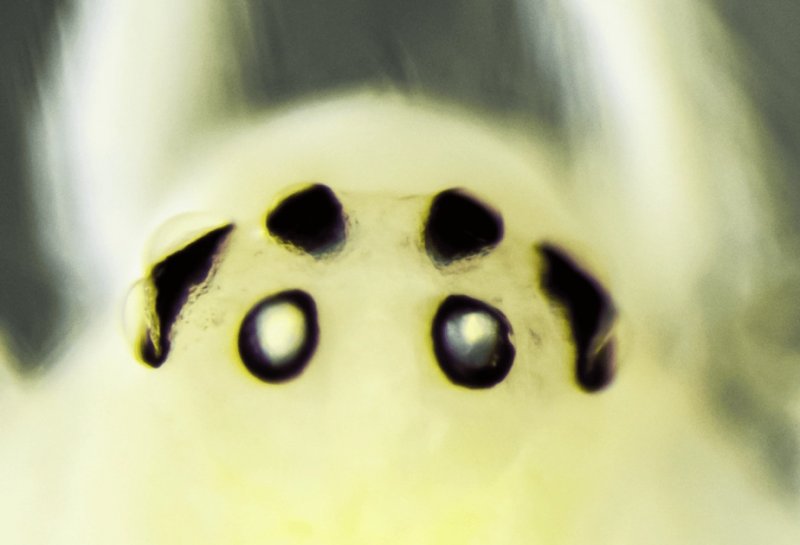 New happy-face spider species discovered in the Himalayas -  PHOTOS 