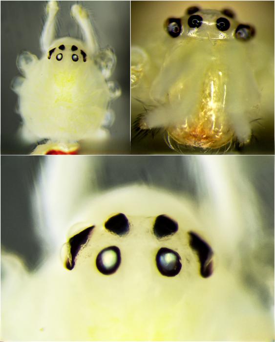 2026/05/1779344504188711936-1200x630-1779345099.png + New happy-face spider species discovered in the Himalayas - PHOTOS News about - New happy-face spider species discovered in the Himalayas - PHOTOS