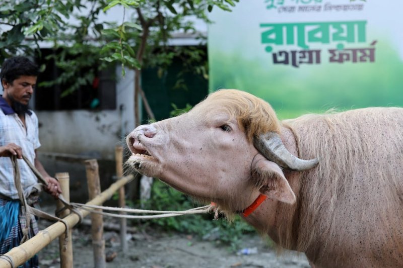 2026/05/1779457904.webp + Rare 'Donald Trump' buffalo becomes Eid sensation in Bangladesh - PHOTO News about - Rare 'Donald Trump' buffalo becomes Eid sensation in Bangladesh - PHOTO