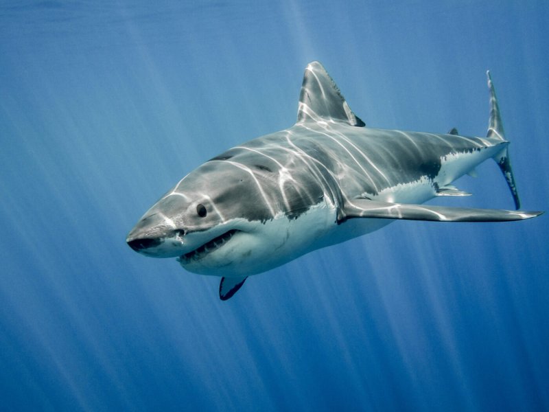 How common are shark attacks in Australia? 