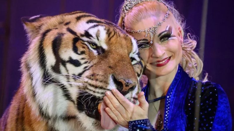 Tiger shot after attack near Leipzig