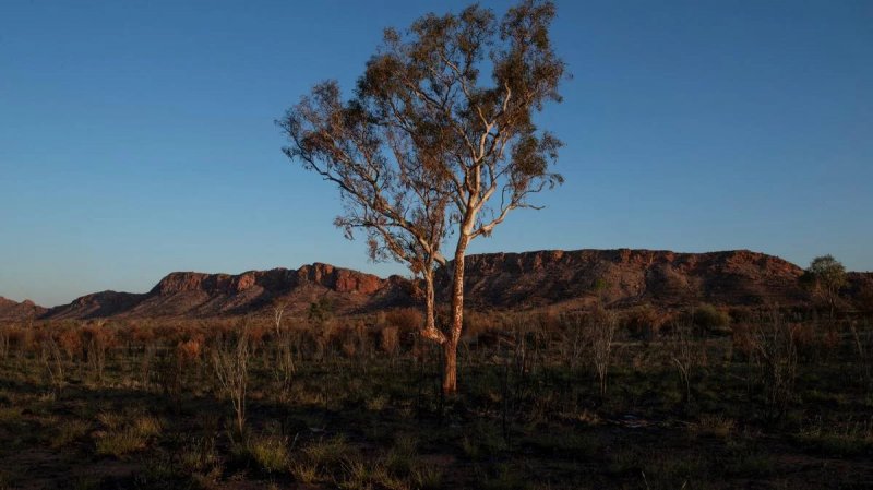 Shrinking habitats put global plant species at risk