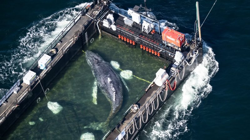Humpback whale Timmy released into the North Sea following rescue -  VIDEO 