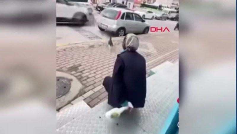 Woman arrested in Türkiye after spraying chemical on cat in Kocaeli - VIDEO 