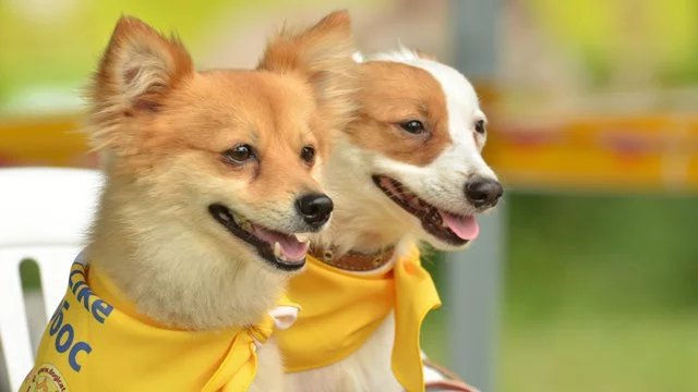 Kyiv petition to ban pets from grocery stores fails to reach vote threshold
