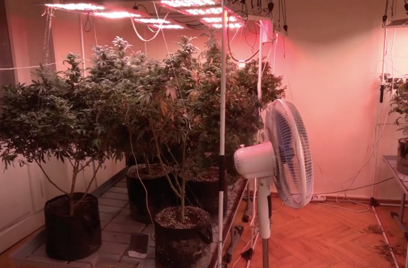 Georgia arrests six foreigners over alleged home cannabis cultivation