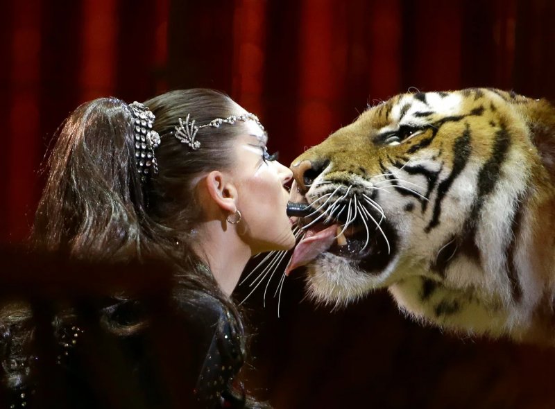 German police shoot tiger linked to Tiger Queen after it attacks man 