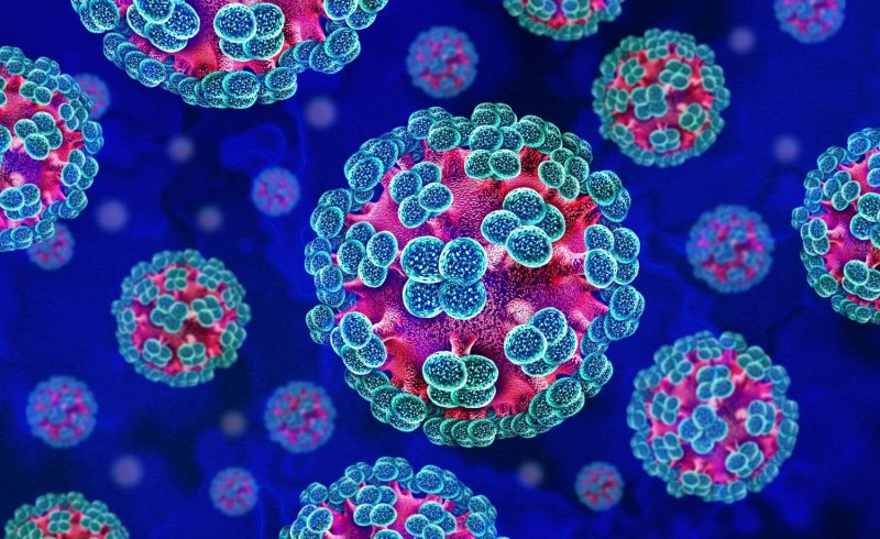Health Ministry says no risk of hantavirus outbreak in Azerbaijan 