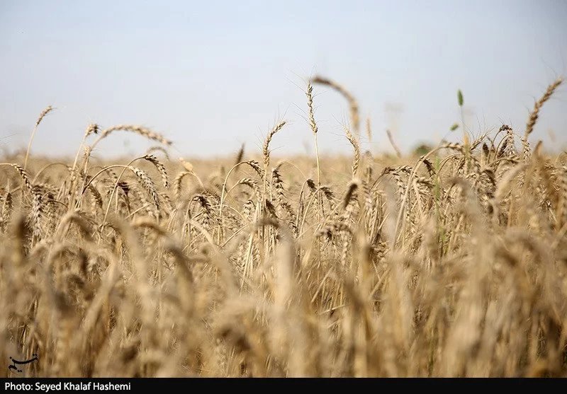 Iran says no concerns over food supply despite external pressures 