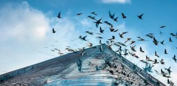 Bird collisions with glass buildings in India remain largely untracked