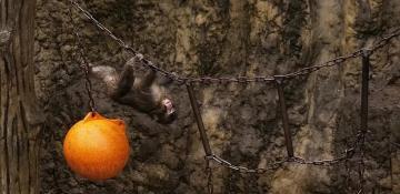 US tourists arrested after viral monkey zoo stunt in Japan
