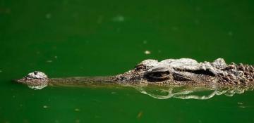 Portuguese man’s remains found inside crocodile in South Africa