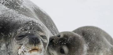 Greenland explorer to eat decaying seal meat for month-long Arctic expedition