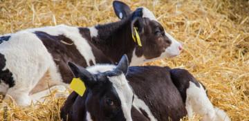 64 Holstein calves stolen from Mercer County