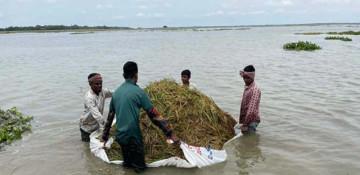 Heavy rains before monsoon spoil vital rice harvest in Bangladesh