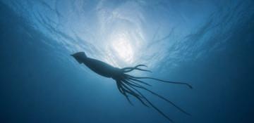 Giant squid found in deep-sea canyon off Australia