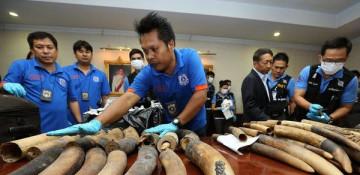 What does the Thailand ivory trafficking case reveal about the global illegal wildlife trade?