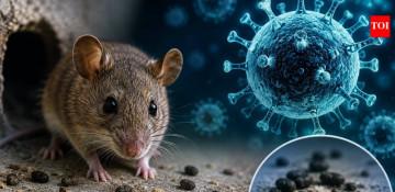  What is hantavirus and why are infections causing global concern? 