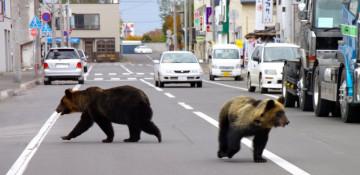 Bear attacks across Japan kill 2, injure 10 since April
