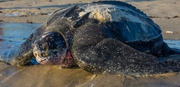 Four endangered leatherback sea turtles killed by Florida boat strikes