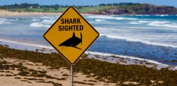 Man critically injured in shark attack off Western Australia coast